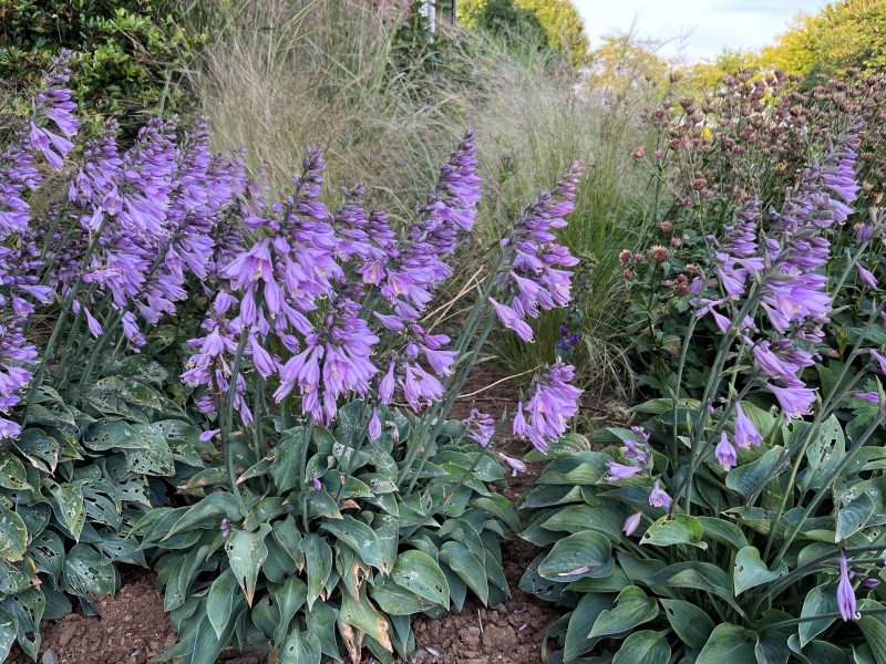 Beechmount House Garden